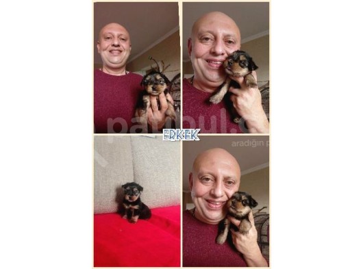 Teacup Yorkshire Terrier Yavruları görsel