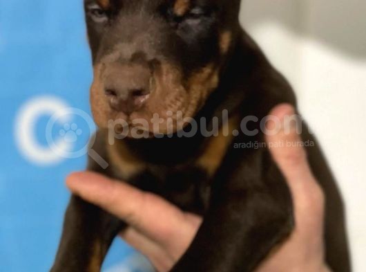 Şampiyon Soyu Fci Yavru Dobermanlar görsel