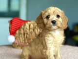 Orjinal Maltipoo Bebekler