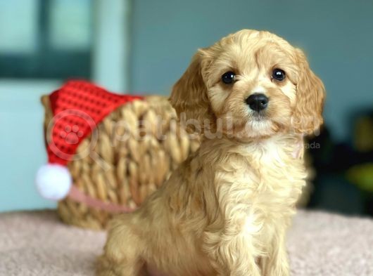 Orjinal Maltipoo Bebekler görsel