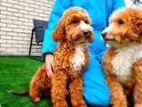 TURKIYEDE TEK ORJINAL LABRADOODLE BEBEKLER