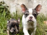 Ozel Renk French Bulldog Yavrularimiz