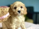 Orjinal Maltipoo Bebekler