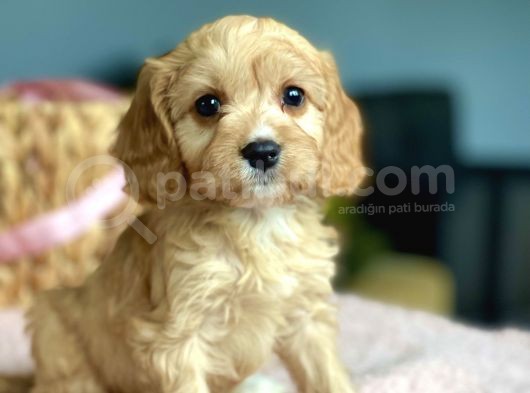 Orjinal Maltipoo Bebekler görsel