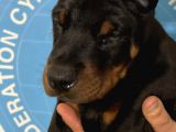 Şampiyon Soyu Fci Yavru Dobermanlar