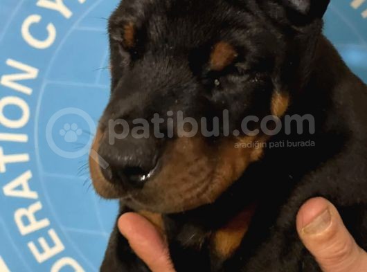 Şampiyon Soyu Fci Yavru Dobermanlar görsel
