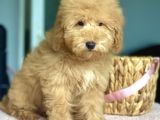Show Kalite Toy Poodle Yavrularimiz
