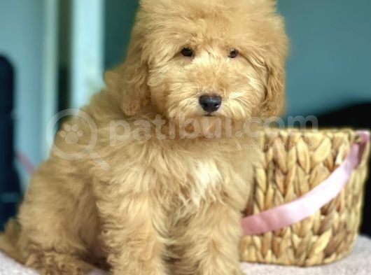 Show Kalite Toy Poodle Yavrularimiz görsel