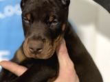 Şampiyon Soyu Fci Yavru Dobermanlar