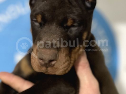 Şampiyon Soyu Fci Yavru Dobermanlar görsel