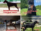 Şampiyon Soyu Fci Yavru Dobermanlar