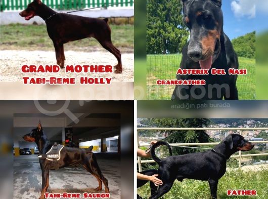 Şampiyon Soyu Fci Yavru Dobermanlar görsel
