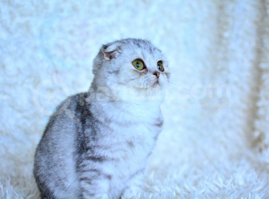 3 Aylik Si̇lver Scotti̇sh Fold Yavrumuz görsel