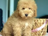 Show Kalite Toy Poodle Yavrularimiz
