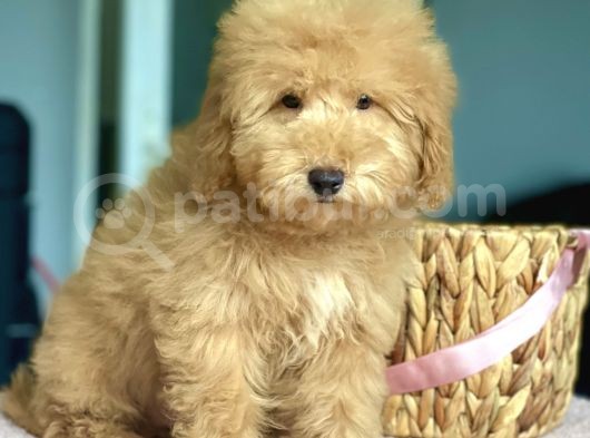 Show Kalite Toy Poodle Yavrularimiz