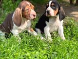 SHOW KALITE BASSET HOUND YAVRULAR