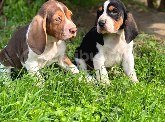 Show Kalite Basset Hound Yavrular