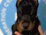 Şampiyon Soyu Fci Yavru Dobermanlar