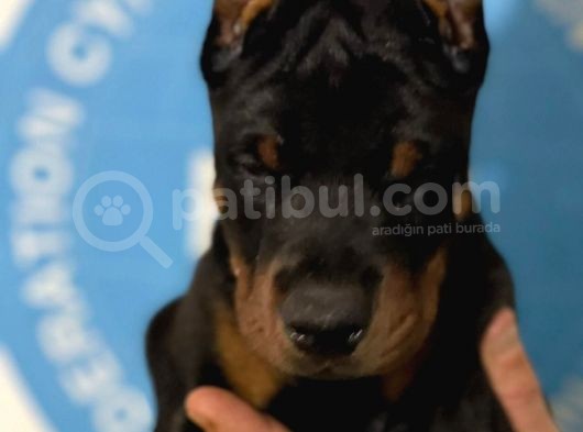 Şampiyon Soyu Fci Yavru Dobermanlar görsel
