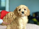 Orjinal Maltipoo Bebekler