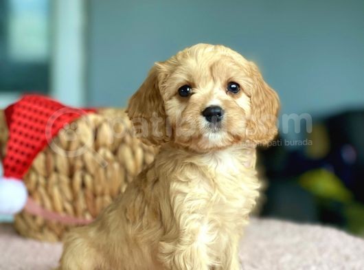 Orjinal Maltipoo Bebekler