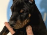 Şampiyon Soyu Fci Yavru Dobermanlar