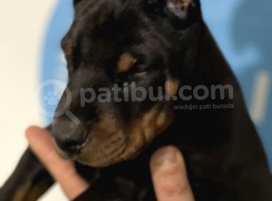 Şampiyon Soyu Fci Yavru Dobermanlar görsel
