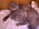 British Longhair Cinsi İngiltere Biritanya