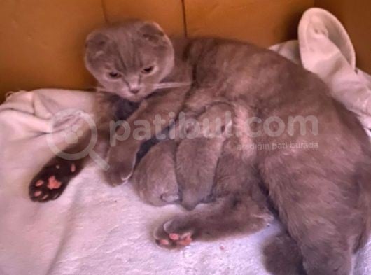 British Longhair Cinsi İngiltere Biritanya görsel