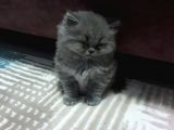 British Longhair Cinsi İngiltere Biritanya
