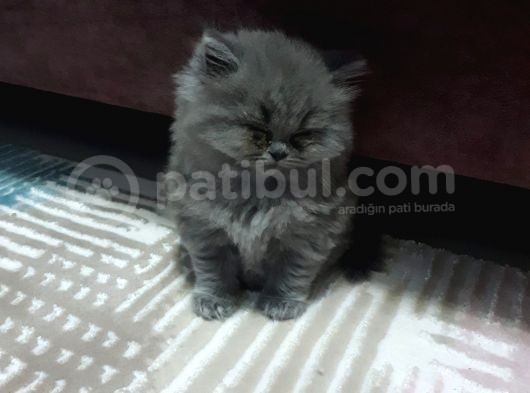 British Longhair Cinsi İngiltere Biritanya görsel