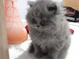 British Longhair Cinsi İngiltere Biritanya
