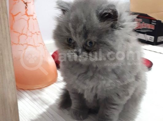 British Longhair Cinsi İngiltere Biritanya