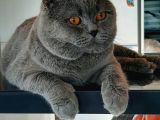 British Longhair Cinsi İngiltere Biritanya