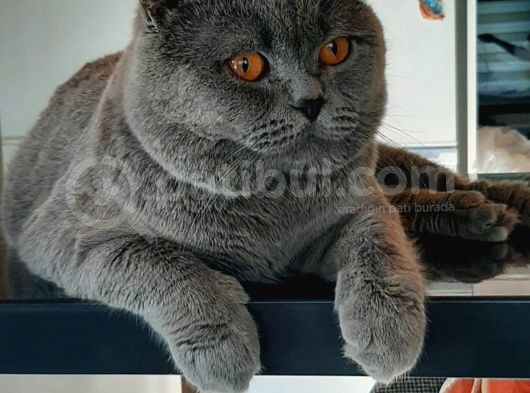 British Longhair Cinsi İngiltere Biritanya görsel
