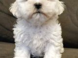 Erkek Shih Tzu Yavrumuz..