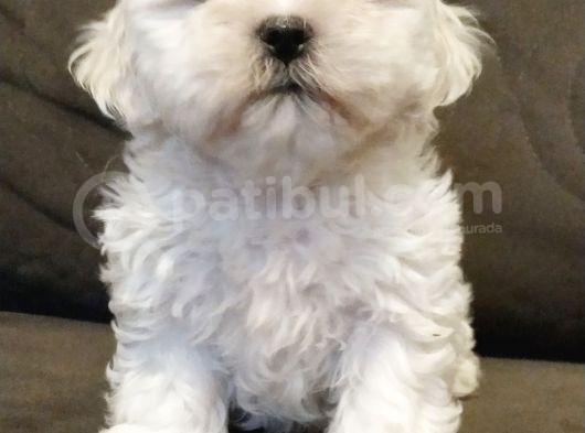 Erkek Shih Tzu Yavrumuz..