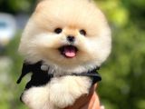 Mini Boy Pomeranian Boo Yavrularımız