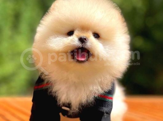 Mini Boy Pomeranian Boo Yavrularımız görsel