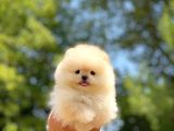 Mini Boy Pomeranian Boo Yavrularımız