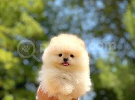 Mini Boy Pomeranian Boo Yavrularımız görsel