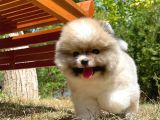 Teddy Bear Face Pomeranian Boo Yavrularımız