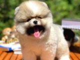 Teddy Bear Face Pomeranian Boo Yavrularımız