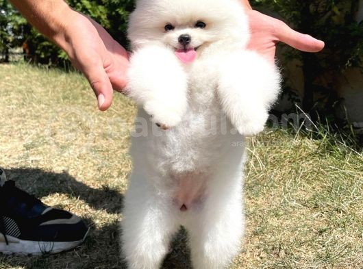 Mini Boy Pomeranian Boo Yavrularımız