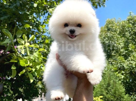Mini Boy Pomeranian Boo Yavrularımız görsel