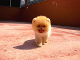Mini Boy Pomeranian Boo Yavrularımız