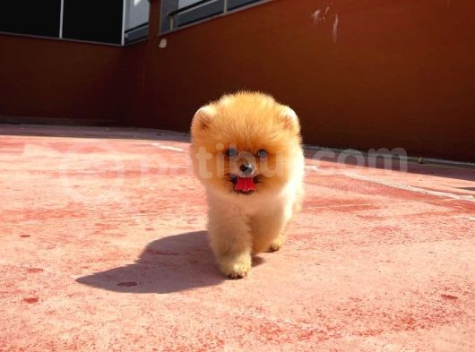 Mini Boy Pomeranian Boo Yavrularımız