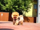 Mini Boy Pomeranian Boo Yavrularımız