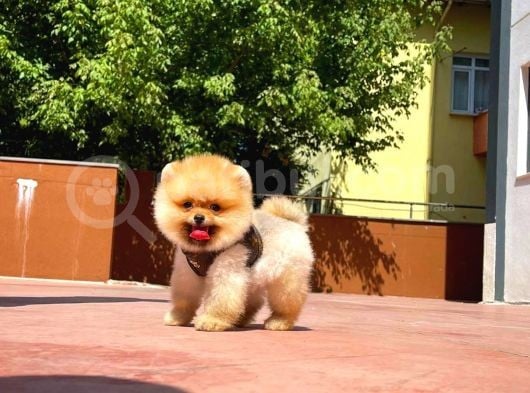 Mini Boy Pomeranian Boo Yavrularımız görsel