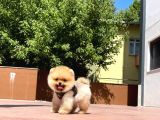 Irk Ve Saglık Garantılı Pomeranıan Boo